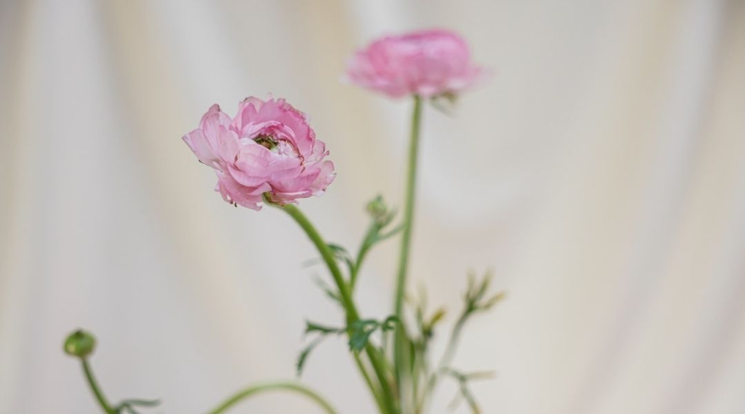Como cuidar flores